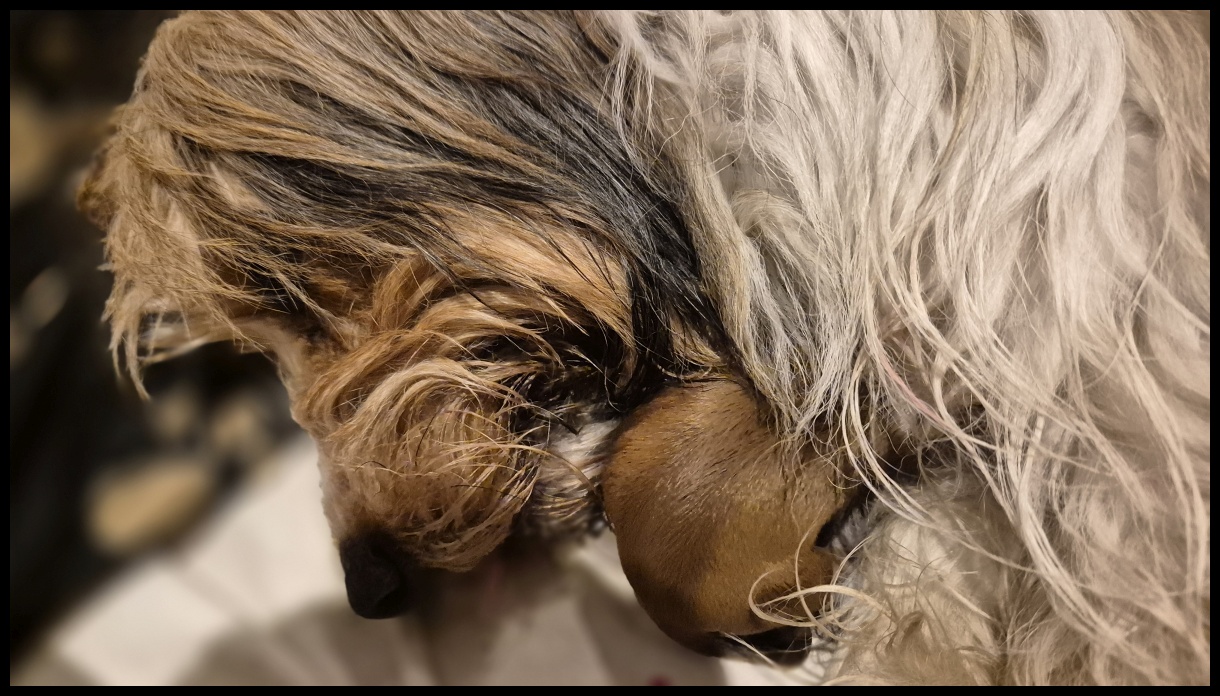 D-Wurf-von-der-Straubenhalde-2025